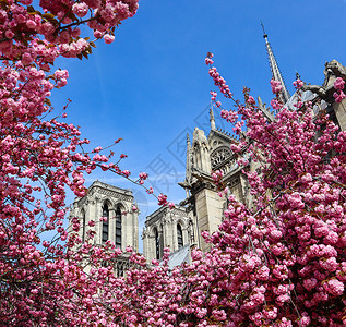 法国春天樱花中的圣母大教堂 巴黎的春天 法国巴黎 2019年4月5日 天空 季节背景