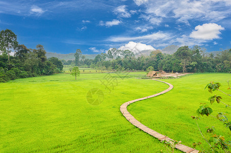 在稻田边的木林桥 和农夫的稻草房 小屋 舱背景图片