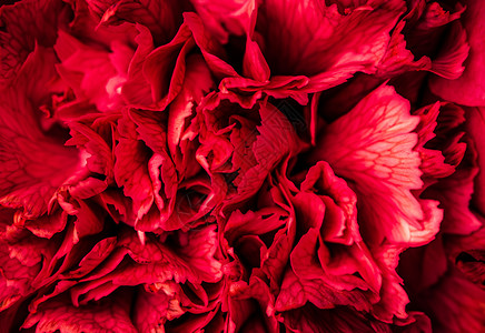 抽象花卉康乃馨花瓣 假日品牌设计的宏花背景 复古的 浪漫背景图片