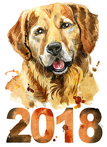 海报水彩素材201 年金毛猎犬水彩肖像背景