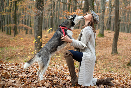 女孩漂亮时尚的女人走在哈士奇狗秋天的森林里 在秋天的森林里遛狗 狂野的灵魂 秋姑娘喜欢带着哈士奇狗散步 畜牧业背景图片