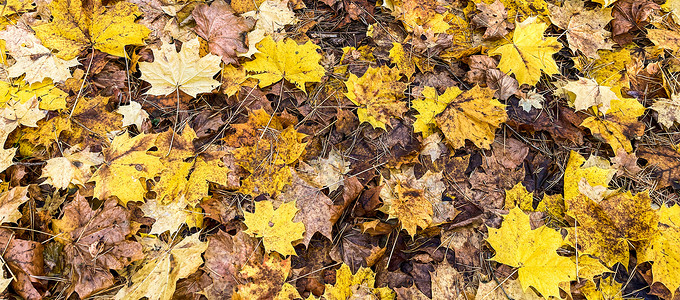 阳光下落黄叶的秋天背景 自然 植物 树木 金子图片