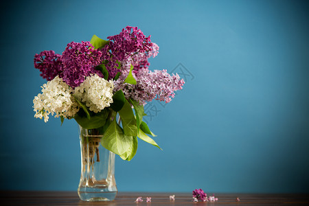 蓝底花瓶中各种盛开的春边花束花束 紫丁香 婚礼背景图片