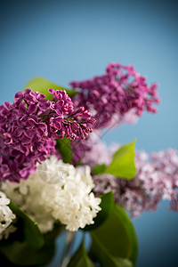 蓝底花瓶中各种盛开的春边花束花束 爱 框架背景图片