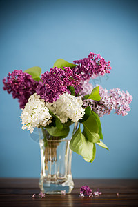 蓝底花瓶中各种盛开的春边花束花束 紫丁香 乡村背景图片