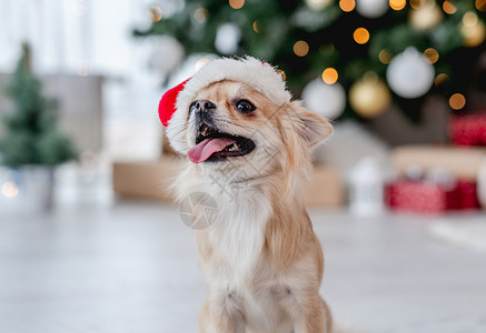 狗舔屏吉娃娃狗在圣诞树旁边戴着圣塔帽 圣诞老人 家 假期背景