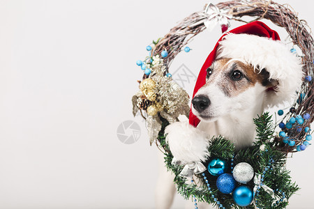 戴带有Xma装饰的帽子的可爱狗高清图片