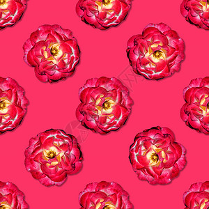 红葡萄树玫瑰无缝图案 顶部视图 平面 花纹图案 花店 拼贴画背景图片