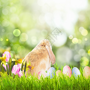 读书的兔子复活节问候 自然 园艺 早晨 射线 草 季节 新鲜 长的背景