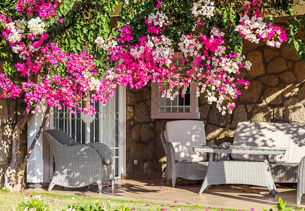 拉贝姆传统夏令营上美丽的粉红色和白色的贝贡维尔花朵 花园里有地中海植物 九重葛 旅行背景