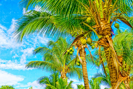 棕榈树对着蓝天和白云 岛 水 椰子 美丽的图片