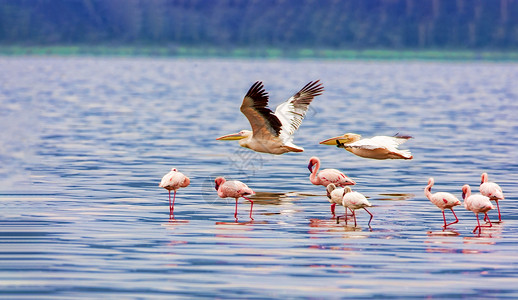 各种粉红火烈鸟 肯尼亚国家公园 东方 游猎 拍照背景
