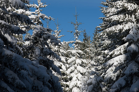 日落时森林冬季景观 树木 松树 美丽的 树 山 雪图片