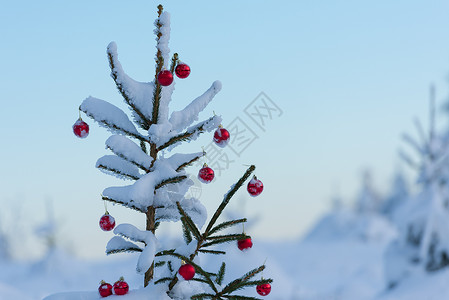 松树上的圣诞球 装饰品 霜 装饰风格 蓝色的 森林 假期背景图片