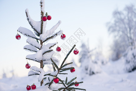 松树上的圣诞球 森林 耀斑 传统 装饰风格 玩具 雪 装饰品背景图片