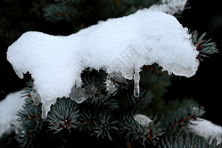 冬天的自然背景多彩 树上的雪枝 冰 雪花 冻结背景图片