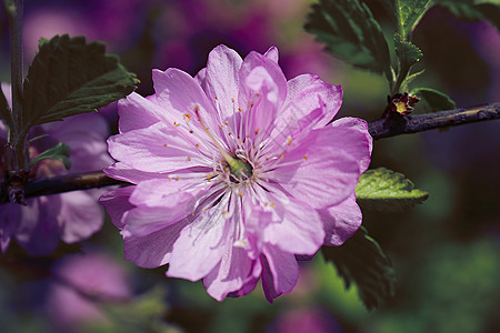 紫色植物本底的粉花背景图片