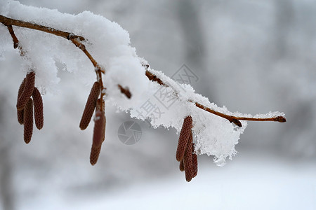 冬季自然 季节性冬天寒冷背景 树上的雪枝 圣诞背景 雪花图片