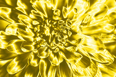 大花朵 有金花瓣 黄金花朵图片