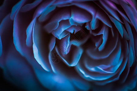 软焦点 抽象花岗背景 蓝玫瑰 用于节日品牌设计的大型花卉背景 复古的 自然背景图片