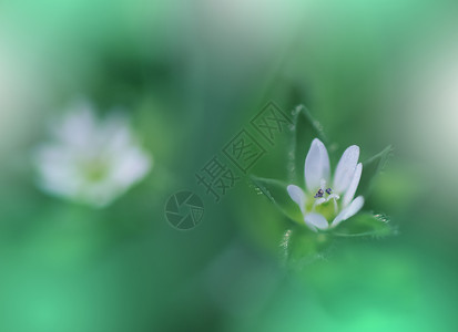 美丽的自然背景 惊人的春白花 圆形空间 白色和绿色背景 庆祝 爱背景图片