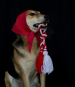 一只满嘴红斑马和玛特尼察的狗狗肖像 丝带 绳索高清图片