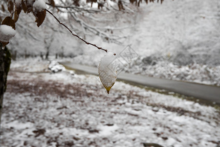 被雪压着的树枝山上的冬天树木覆盖着新雪 美丽的风景 树枝被雪覆盖 在高加索的山路 阿塞拜疆 首脑 全景背景