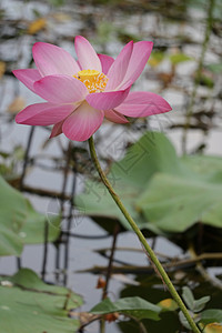 宋振中池塘中的粉红莲花 自然 晴天 种子 叶子 阴沉背景