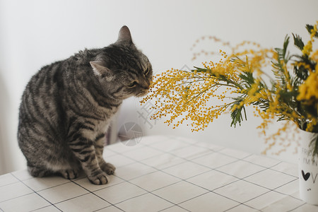 在家的白色背景下 有趣的猫和米莫萨树枝 明信片背景图片