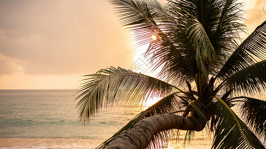 倾斜的椰子树椰子棕榈树 有金色日出或热带海滩的日落天空背景