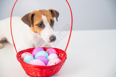 杰克·罗塞利特瑞尔狗和红篮子 配有彩色鸡蛋的红色篮子 庆祝 宗教背景图片