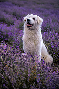 在法国普罗旺斯的紫衣草田里 大白狗背景