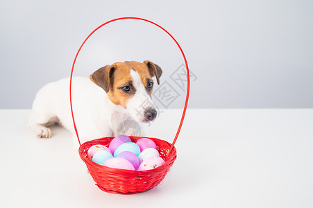 杰克·罗塞利特瑞尔狗和红篮子 配有彩色鸡蛋的红色篮子 奇怪的 喜悦背景图片