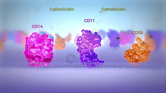 磷脂双分子层红色和蓝色的人类细胞膜透视显示染色体蛋白 科学 多肽背景