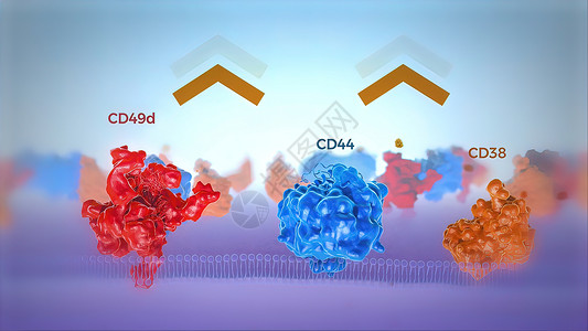 磷脂双分子层红色和蓝色的人类细胞膜透视显示染色体蛋白 健康 细胞图背景
