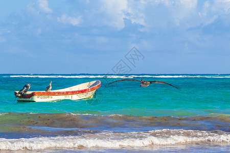海浪船 鱼海岸和海滩全景图鲁姆墨西哥 动物背景图片