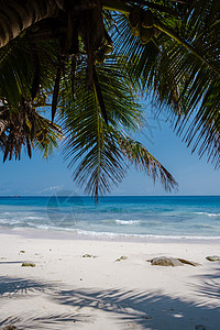 托迪棕榈血管保护海滩 拉迪格岛 西谢勒斯 白沙滩 有蓝海和棕榈树 热带 自然背景