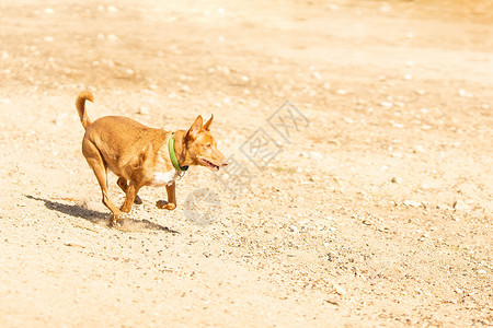 波登戈犬在公园里追着球跑图片