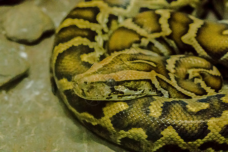 Python bivittatus 是一种大型图片