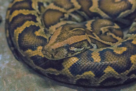 Python bivittatus 是一种大型图片