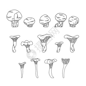 白色背景下蘑菇的一组单独插图。香菇、鸡油菌图片