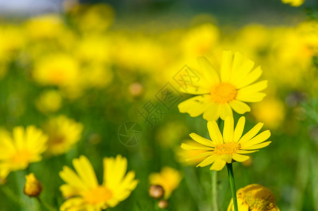 深绿色花园背景 1 中的黄色甘菊花图片