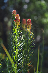 夏季特写中的开花植物 Clementsia semenovii图片