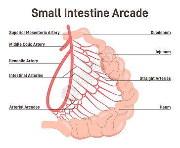 小肠血液供应 肠动脉和静脉 结肠结构图片