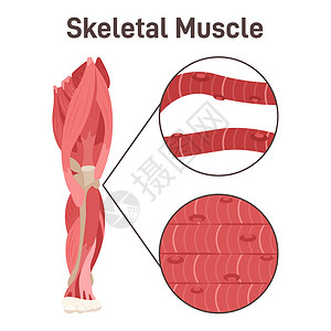 骨骼肌结构。腿部肌肉解剖学，教学方案图片