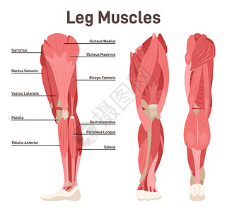 腿部肌肉解剖结构集 正面、侧面和背面视图方案图片