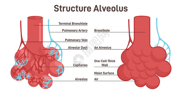 肺泡结构 肺泡呼吸膜、氧气和碳图片