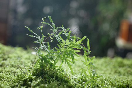 春天森林翠意青苔植物风景生机勃勃图片