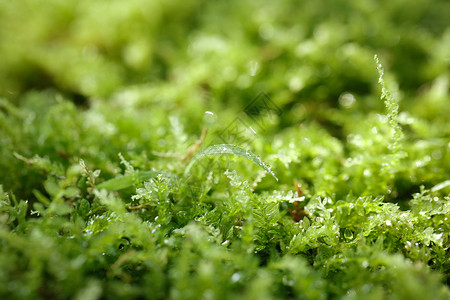 清明春天青苔翠意盎然生机图片