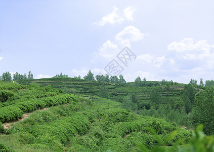 春季茶园禅意茶农劳动春日美景图片